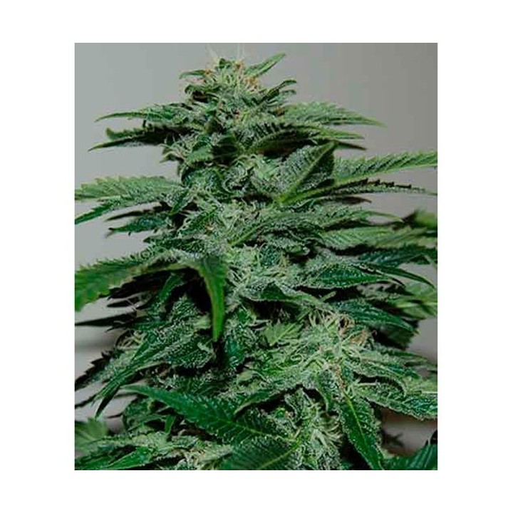 Northern Lights Feminizada de Pyramid Seeds