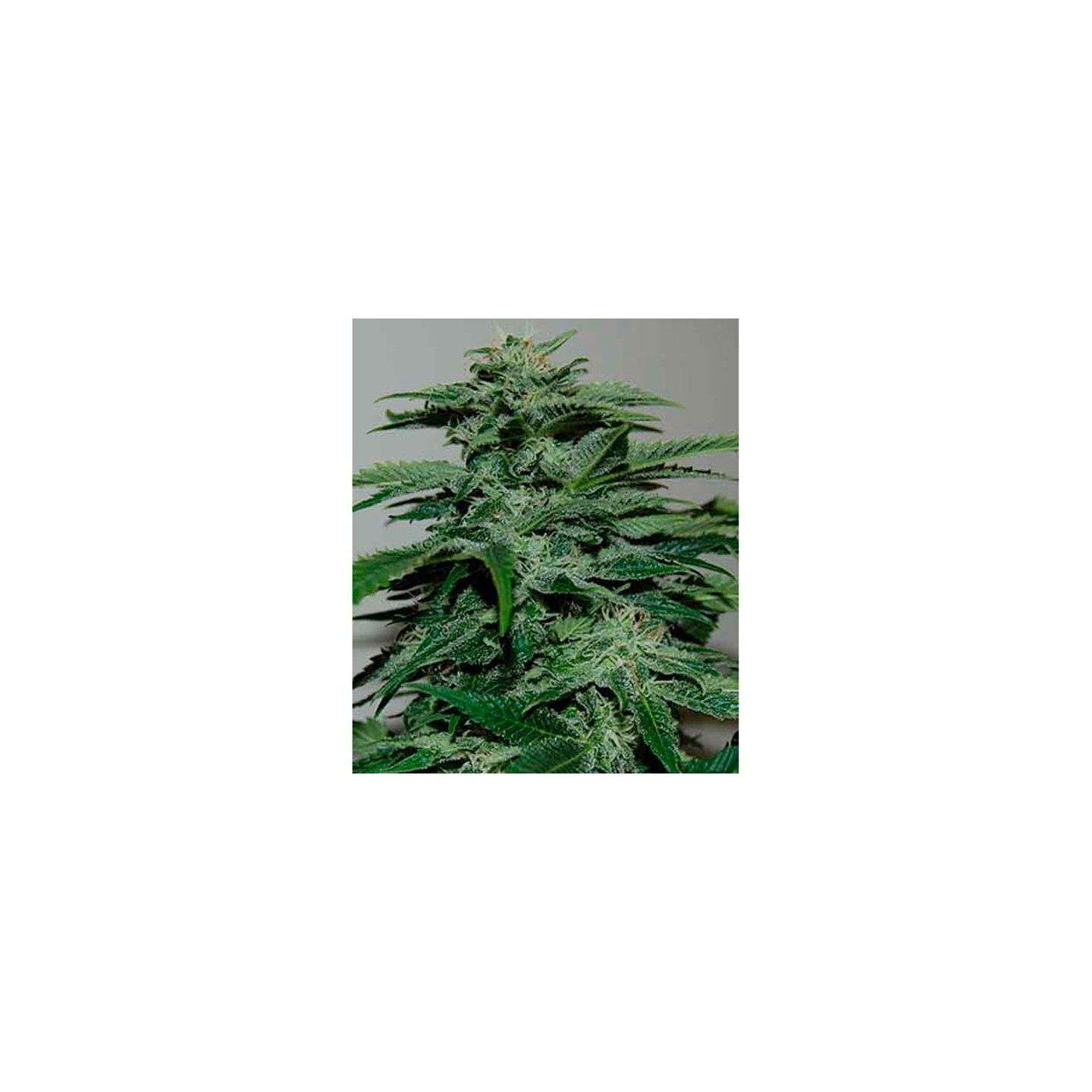 Northern Lights Feminizada de Pyramid Seeds