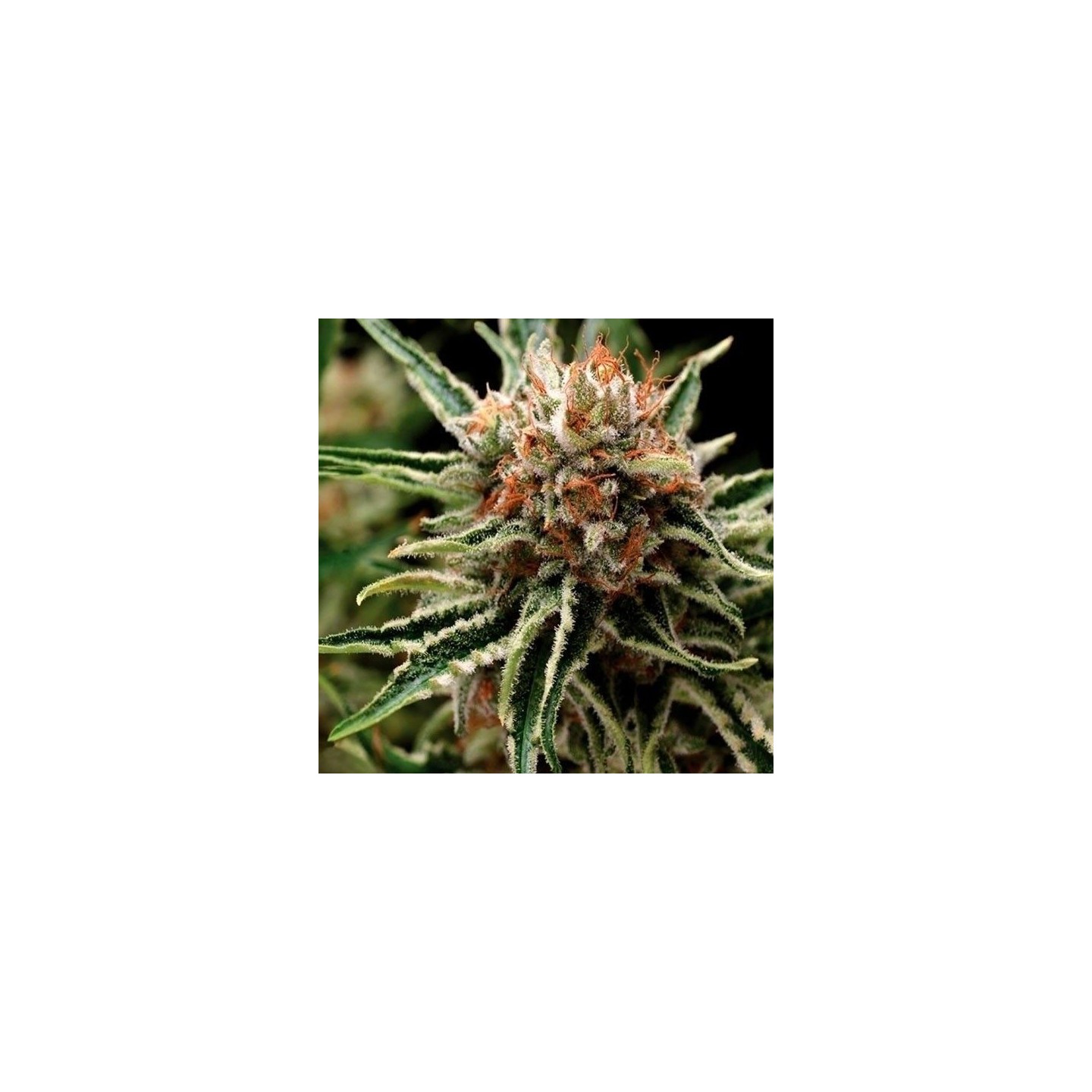 Shark Feminizada de Pyramid Seeds