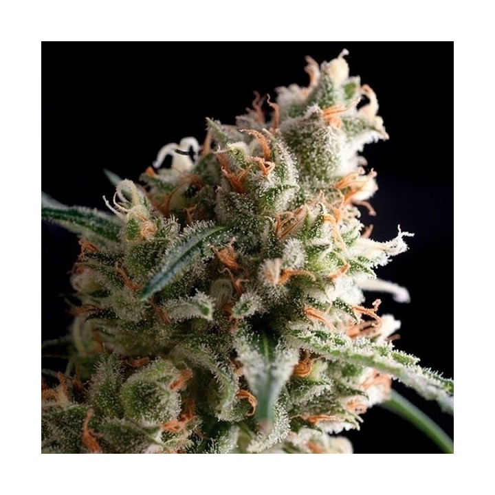 Super Hash Feminizada de Pyramid Seeds