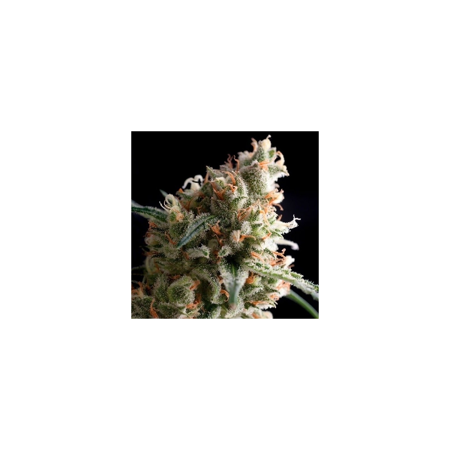 Super Hash Feminizada de Pyramid Seeds