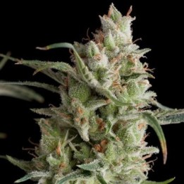 Super Og Kusk Feminizada de Pyramid Seeds
