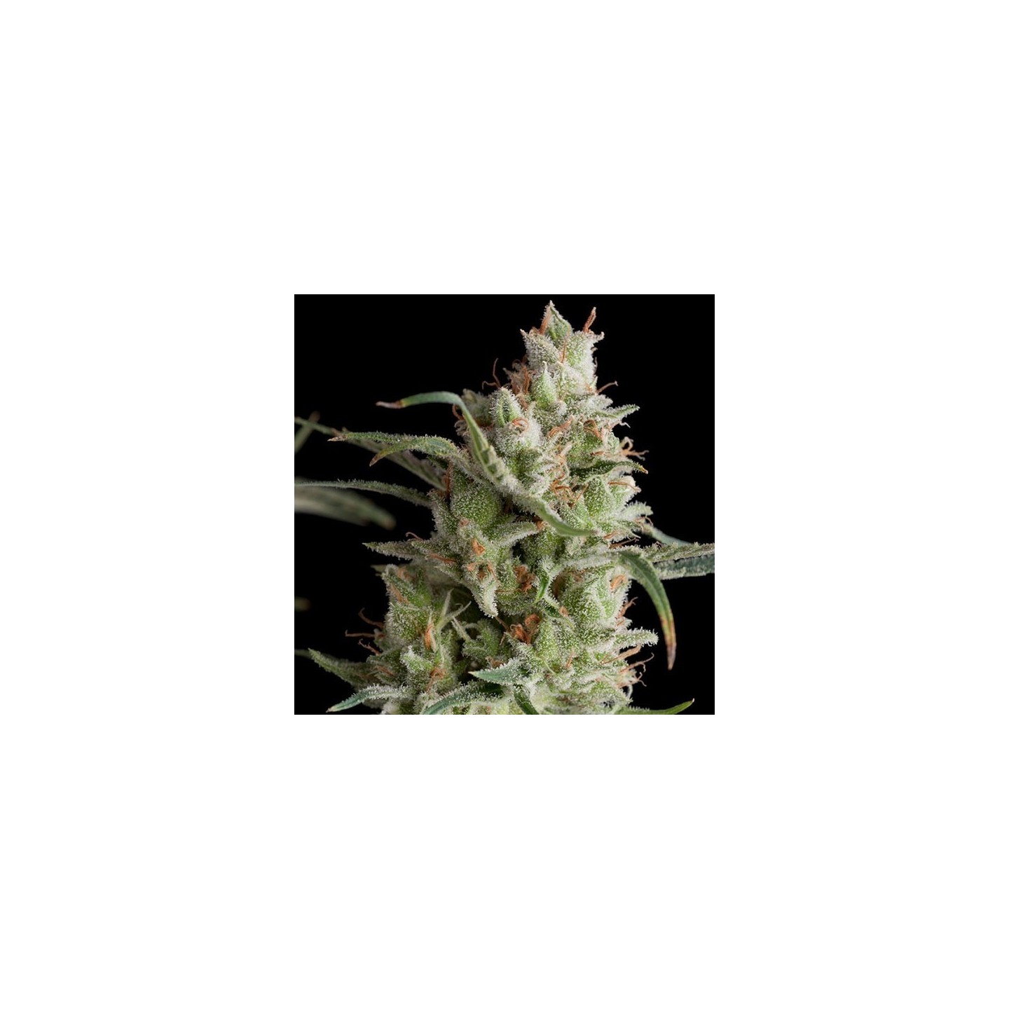 Super Og Kusk Feminizada de Pyramid Seeds