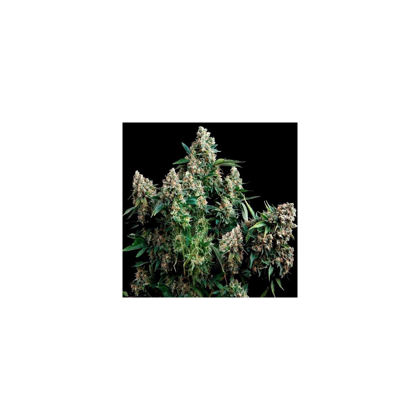 Tutankhamon Feminizada de Pyramid Seeds
