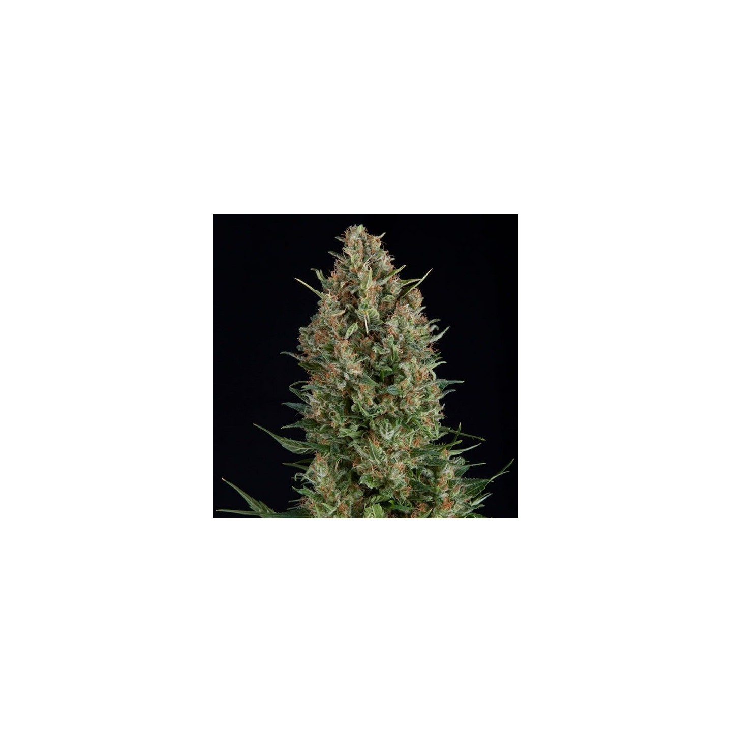 Wembley Feminizada de Pyramid Seeds