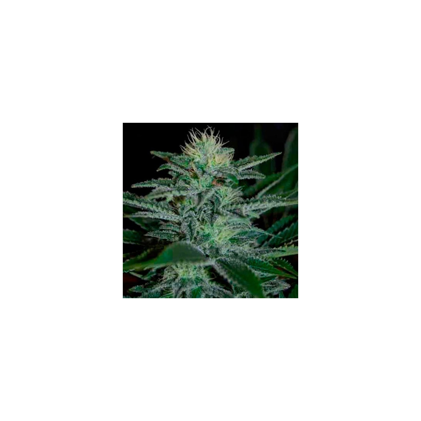 White Widow Feminizada de Pyramid Seeds