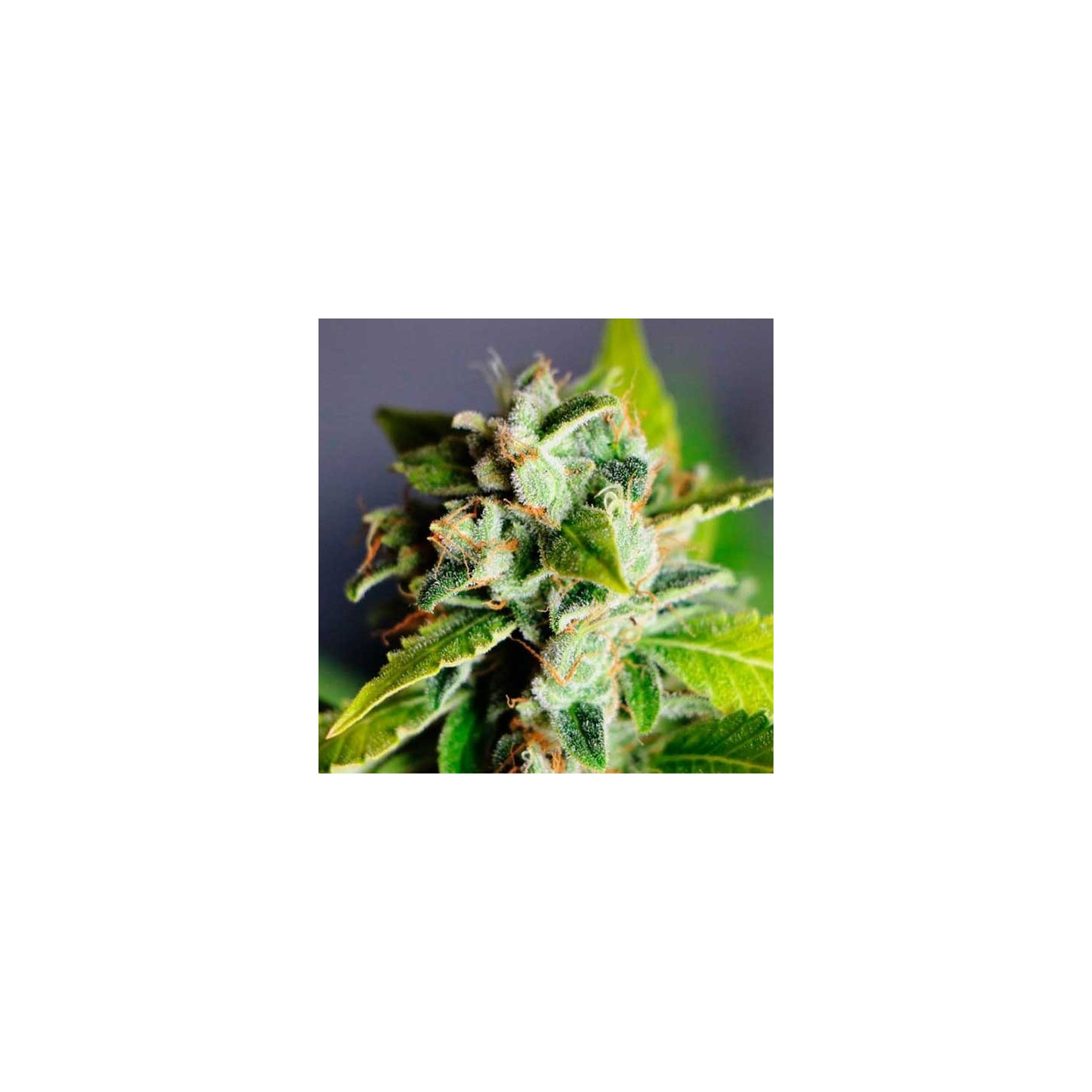 Mikromachine Autofloreciente Feminizada de Kannabia Seeds