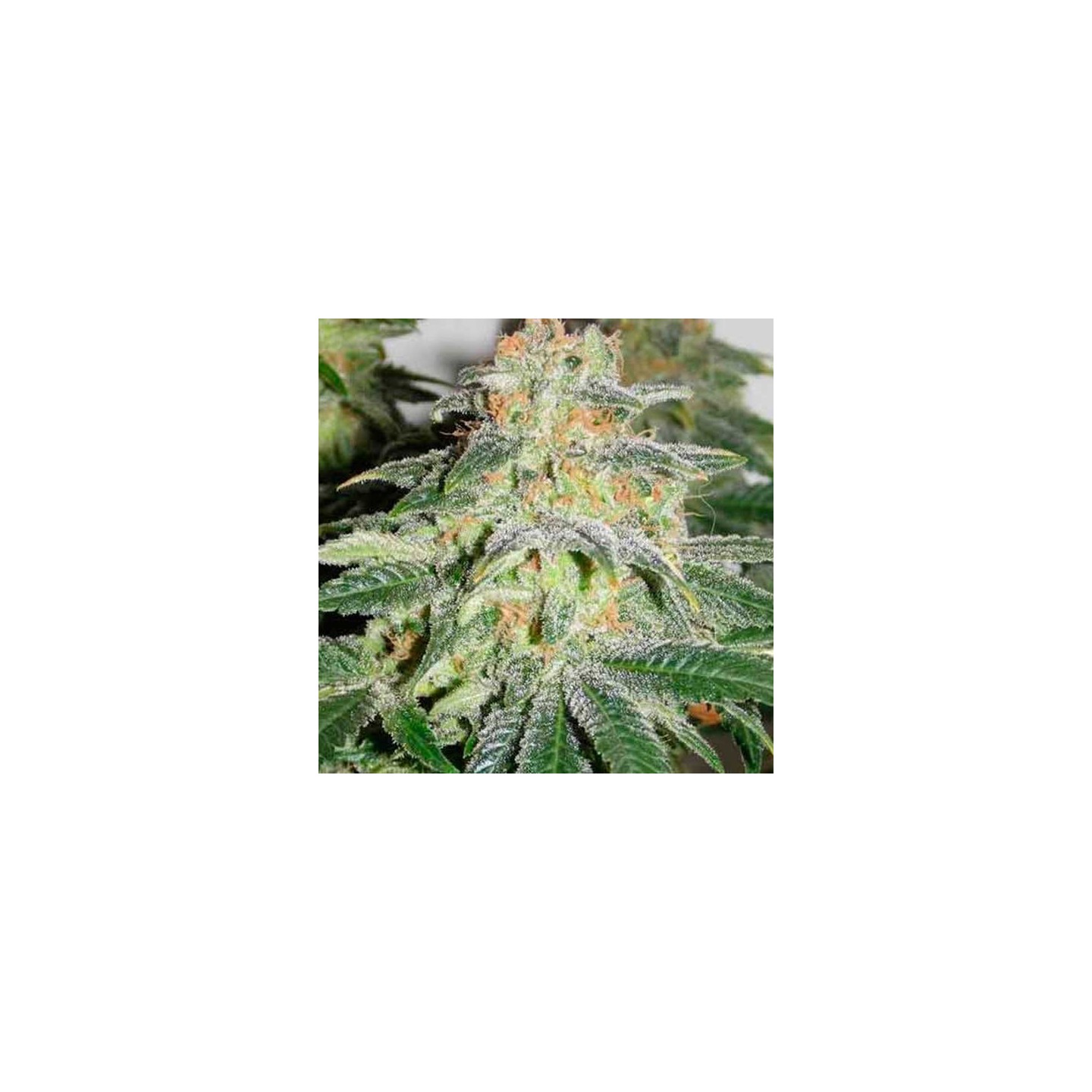 Russian Doll Feminizada de Kannabia Seeds