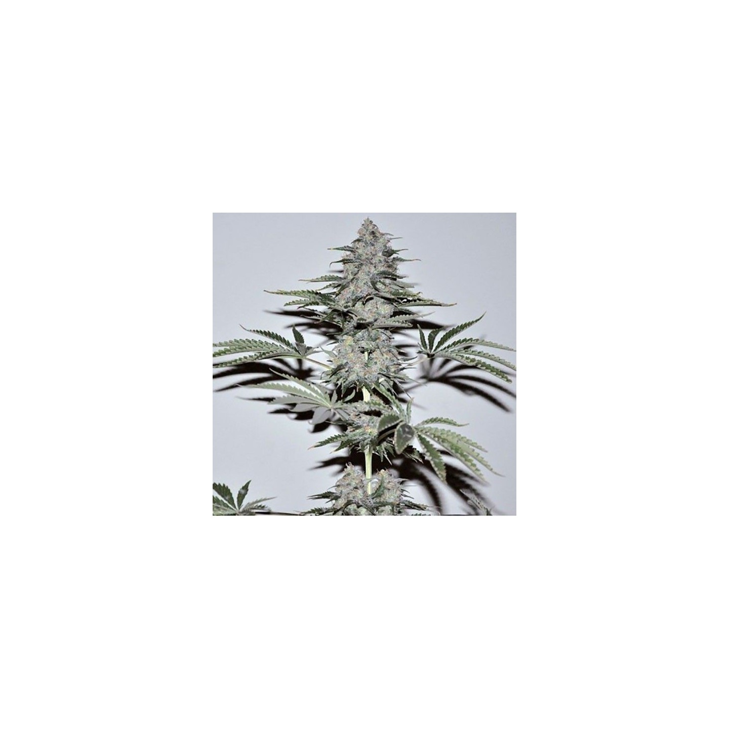 Banana Joint Feminizada de Elite Seeds
