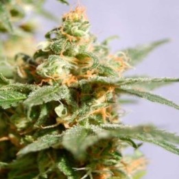 Smile Feminizada de Kannabia Seeds