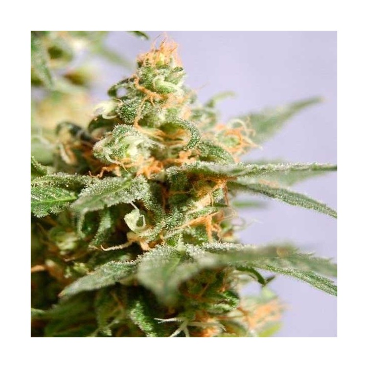 Smile Feminizada de Kannabia Seeds