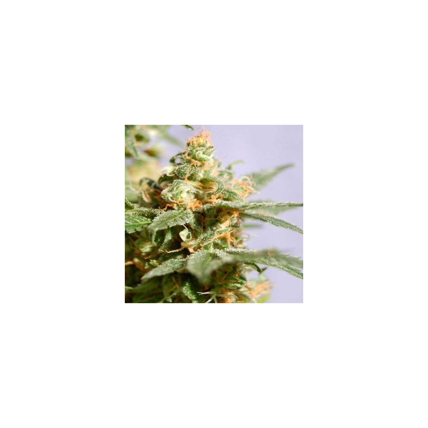 Smile Feminizada de Kannabia Seeds