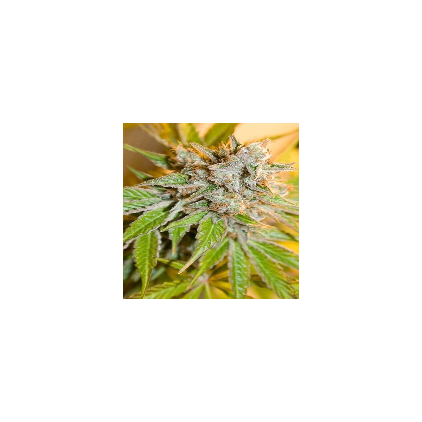 Speedy Boom Autofloreciente Feminizada de Kannabia Seeds