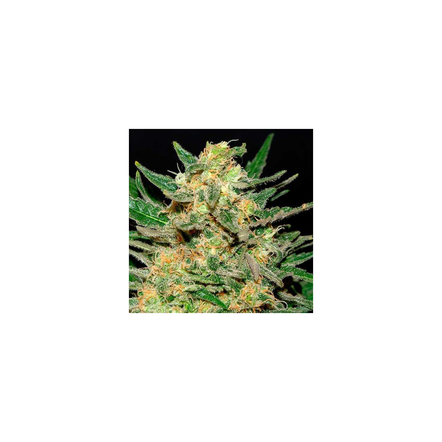 Thai Fantasy Feminizada de Kannabia Seeds