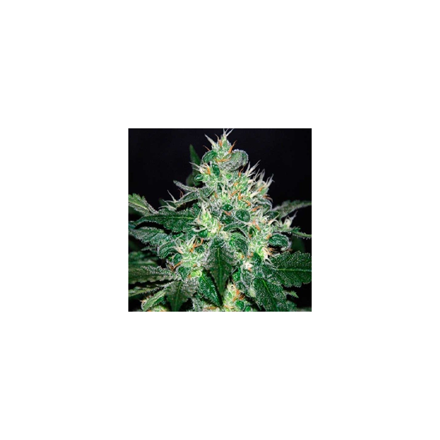 White Domina Feminizada de Kannabia Seeds