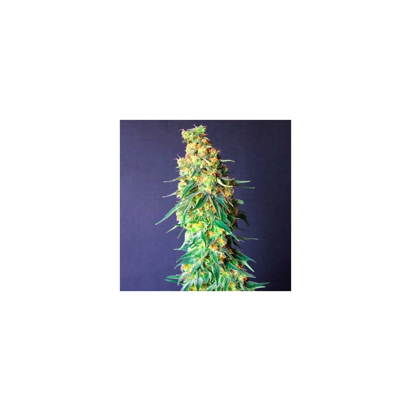 White Domina CBD Feminizada de Kannabia Seeds