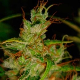 2046 Feminizada de Medical Seeds