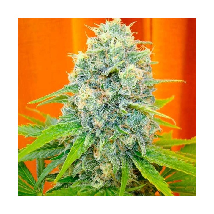 Channel + Feminizada de Medical Seeds