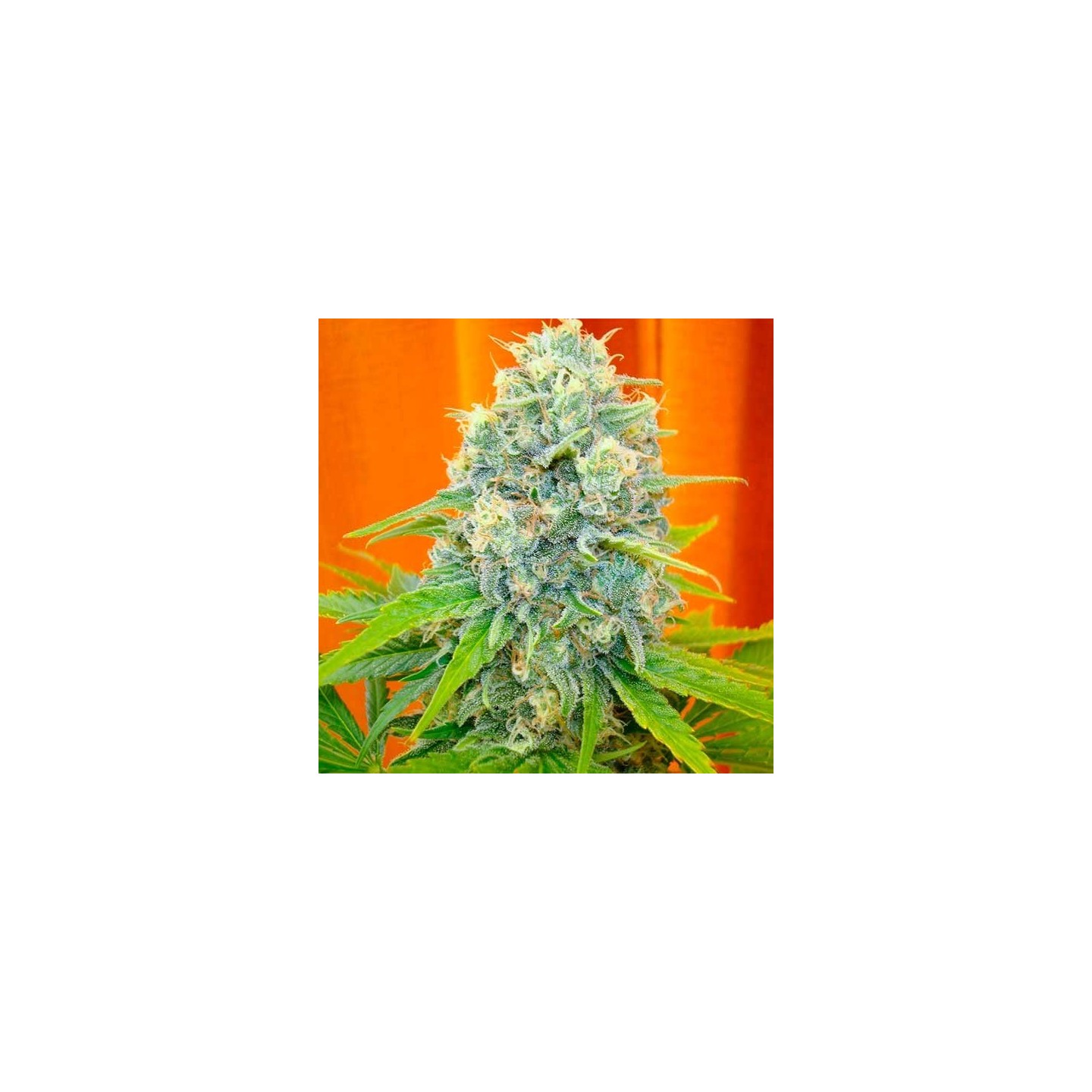Channel + Feminizada de Medical Seeds
