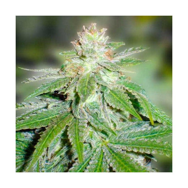 Devil Fruit Feminizada de Medical Seeds
