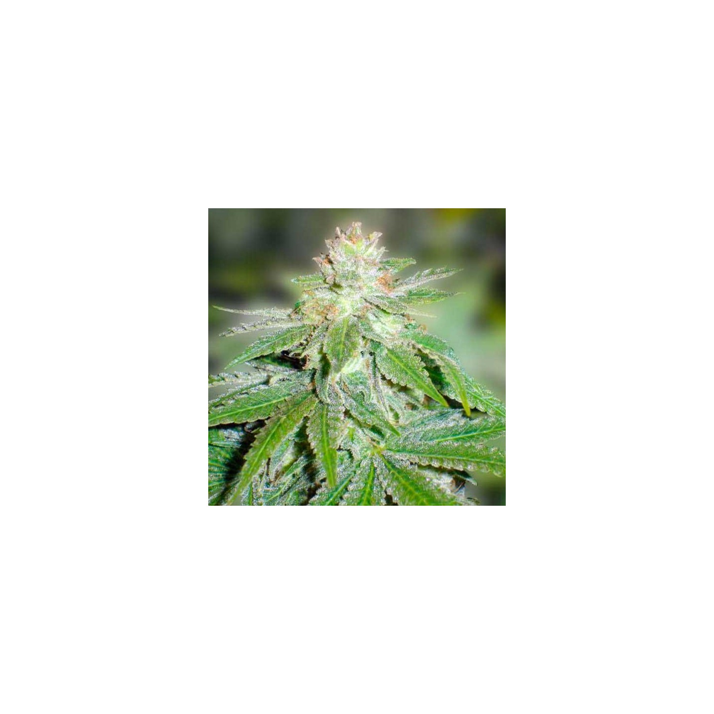 Devil Fruit Feminizada de Medical Seeds