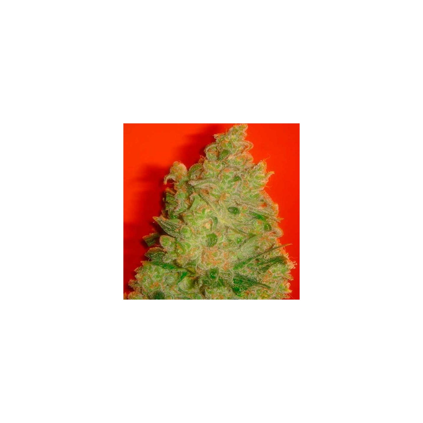 Jack La Mota Feminizada de Medical Seeds