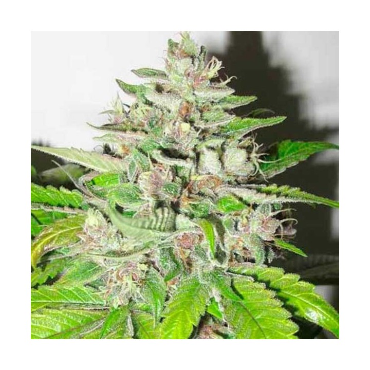Malakoff Feminizada de Medical Seeds