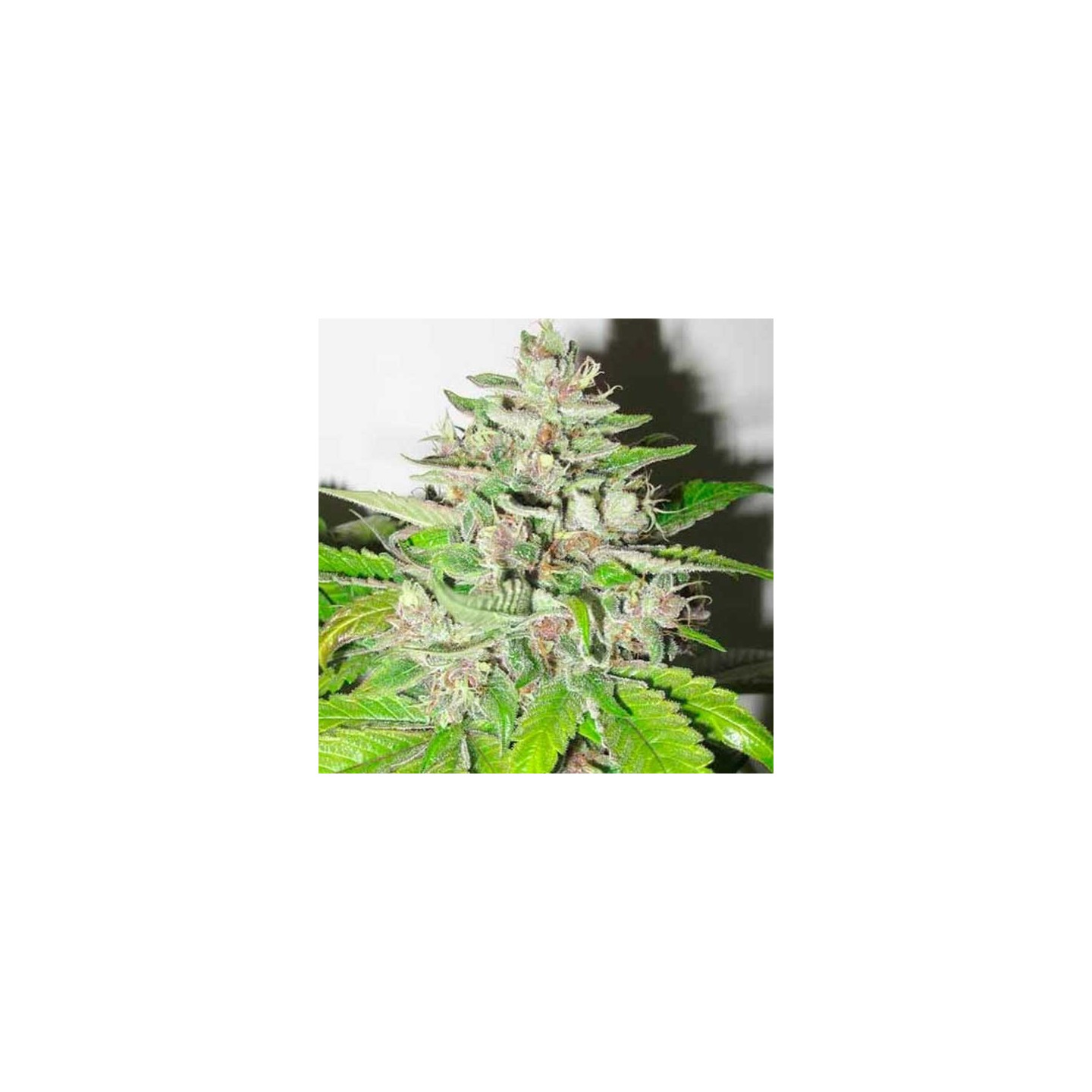 Malakoff Feminizada de Medical Seeds