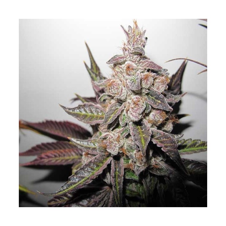 Mendocino X Purple Kush Feminizada de Medical Seeds