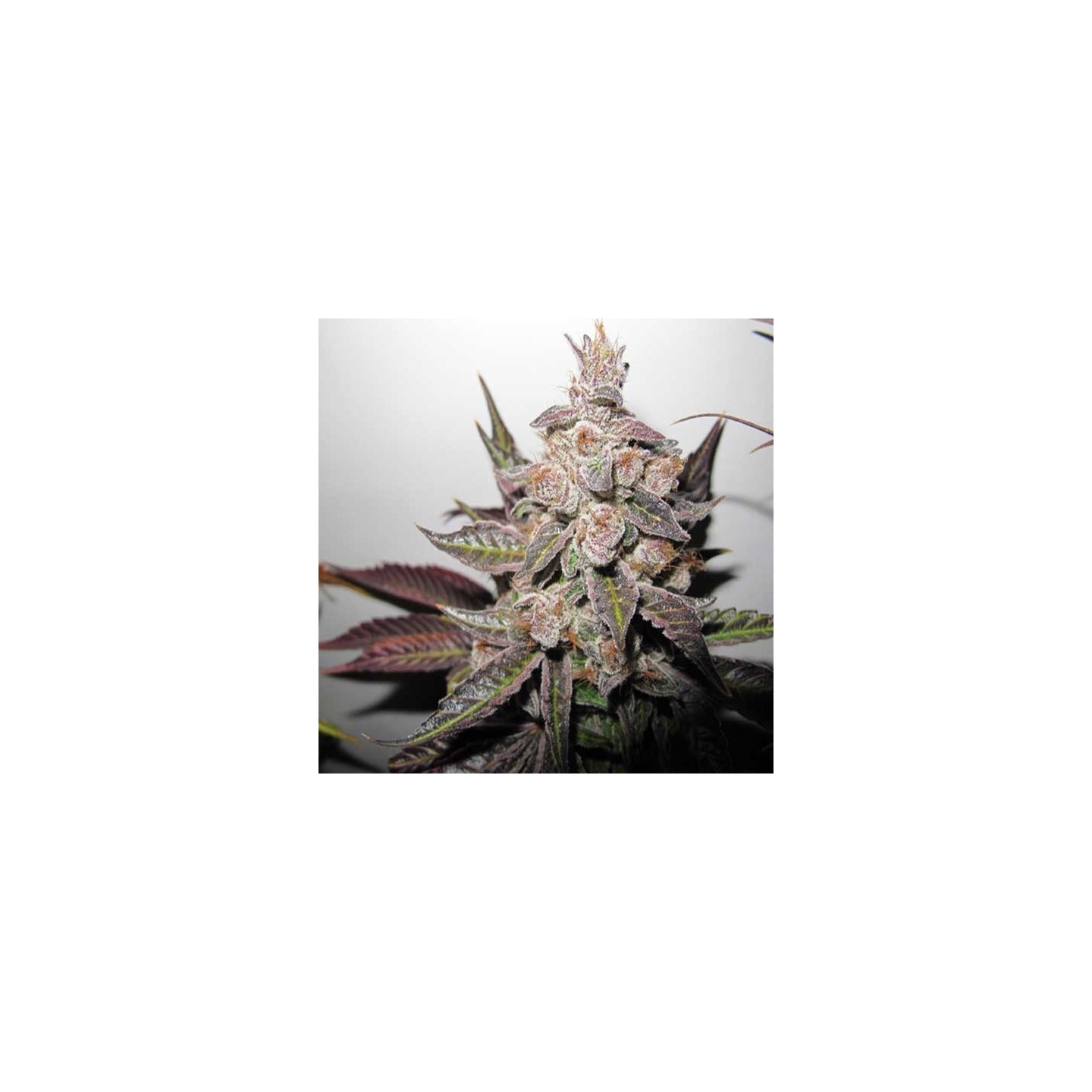 Mendocino X Purple Kush Feminizada de Medical Seeds