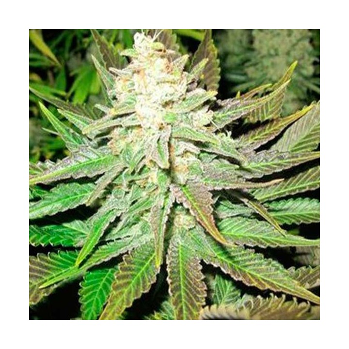 No Name Feminizada de Medical Seeds