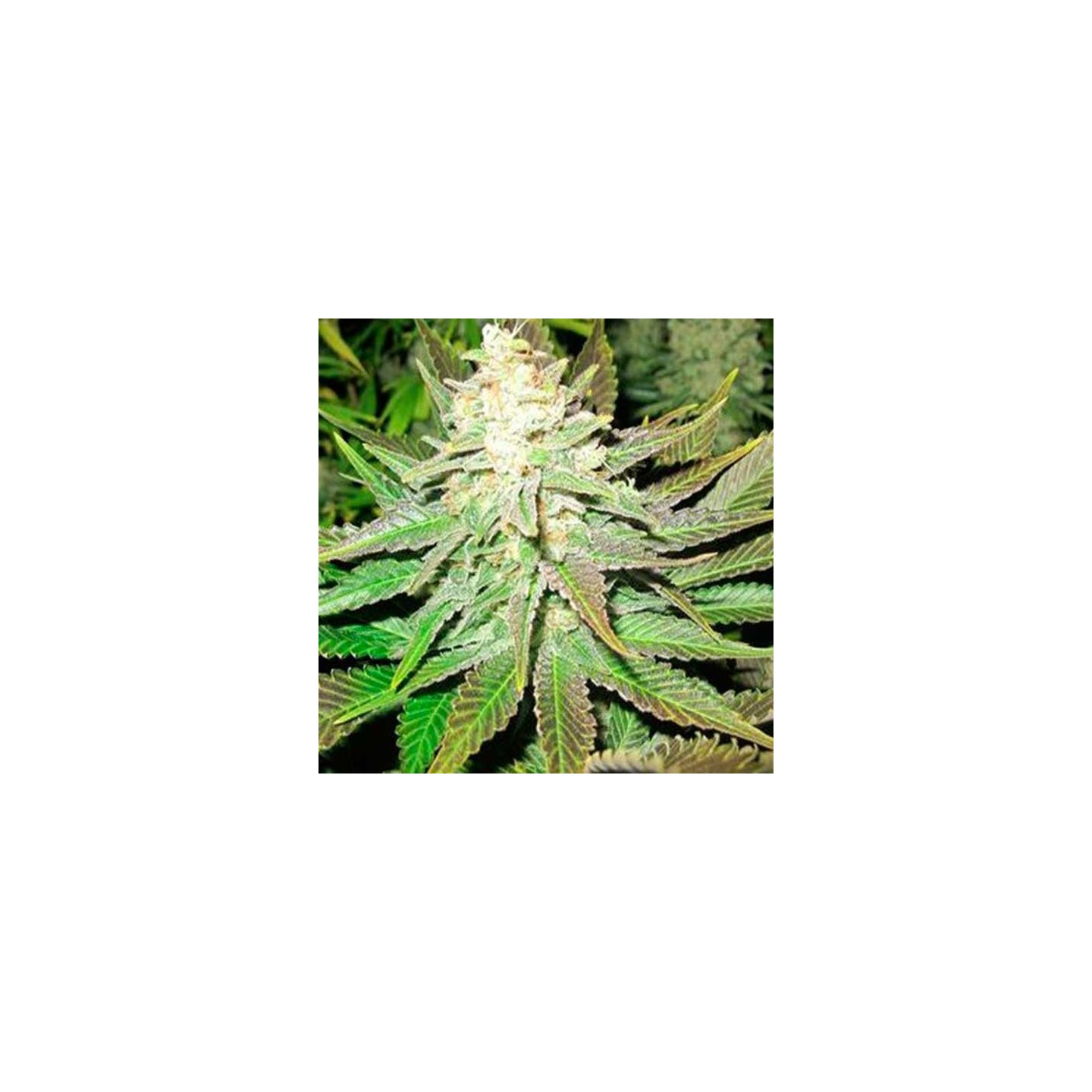 No Name Feminizada de Medical Seeds
