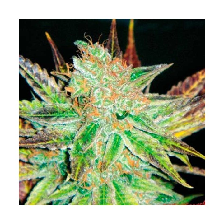 Prozack Feminizada de Medical Seeds