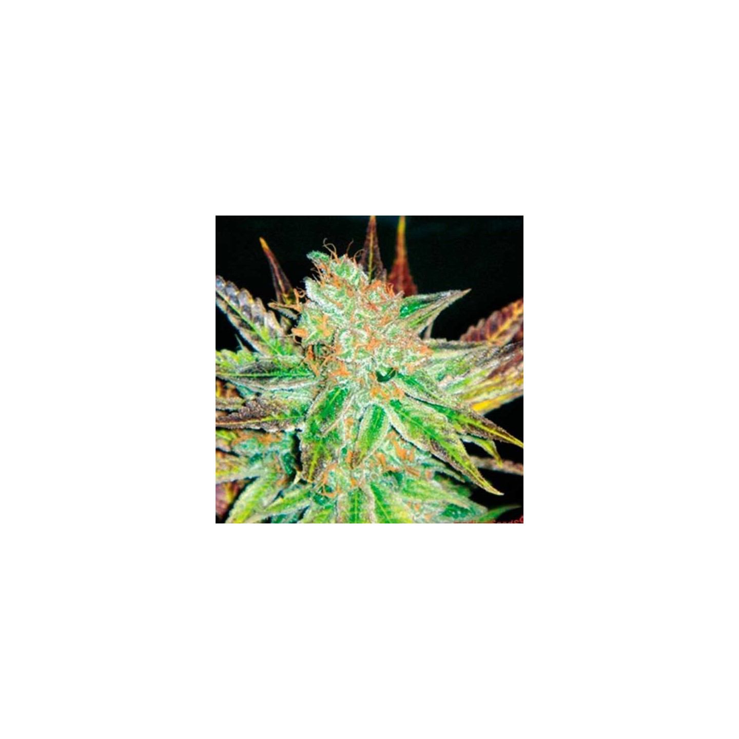 Prozack Feminizada de Medical Seeds