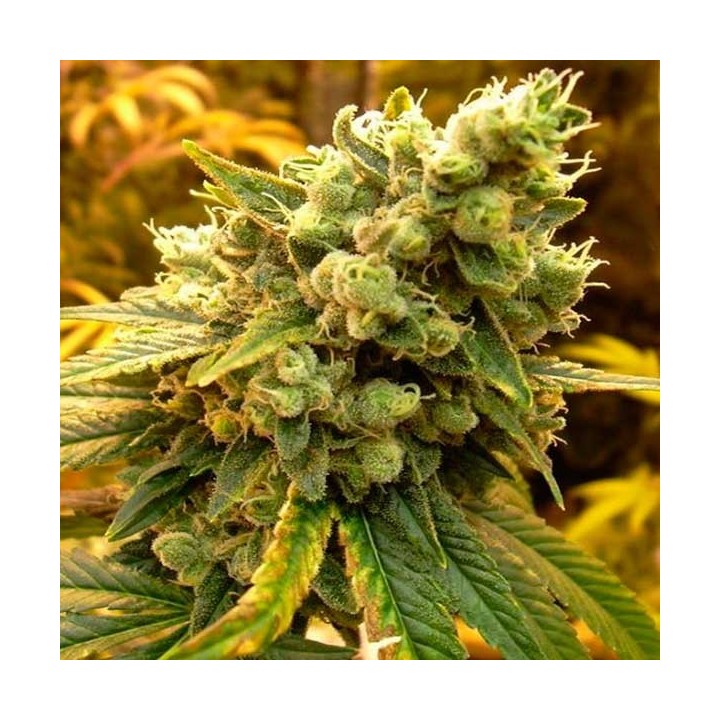 Bcn Sour Diesel Feminizada de Medical Seeds