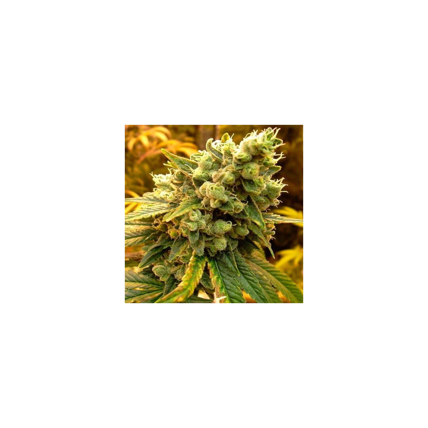 Bcn Sour Diesel Feminizada de Medical Seeds