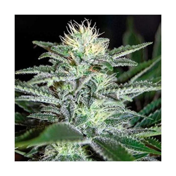 White Widow Feminizada de Medical Seeds