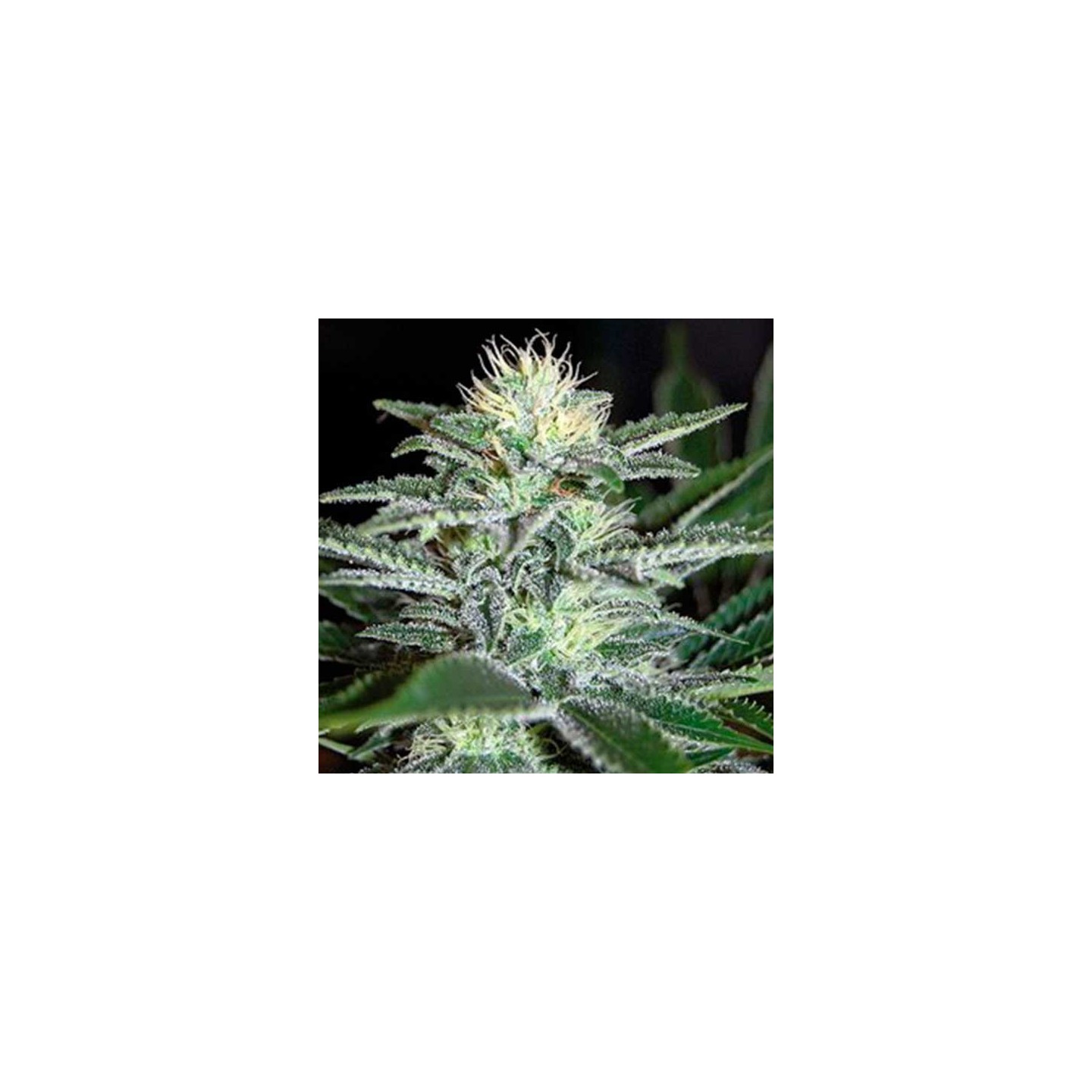 White Widow Feminizada de Medical Seeds