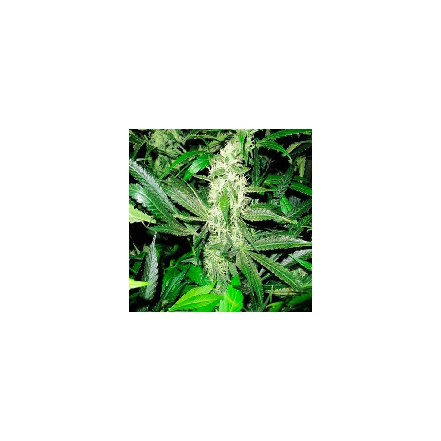Y Griega Feminizada de Medical Seeds
