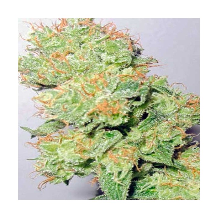 Y Griega CBD Feminizada de Medical Seeds