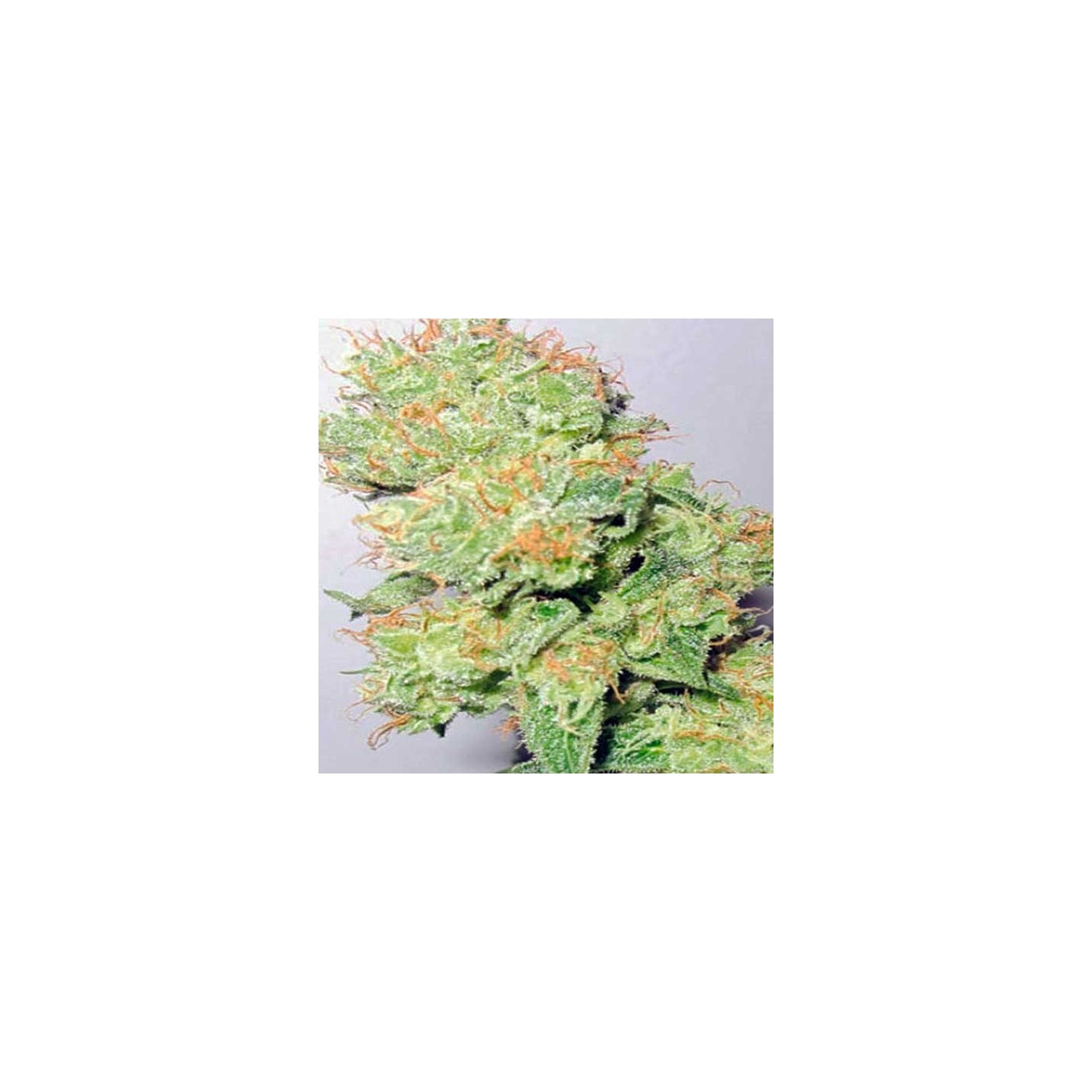 Y Griega CBD Feminizada de Medical Seeds