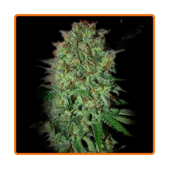 Bestial Skunk Feminizada de Elite Seeds