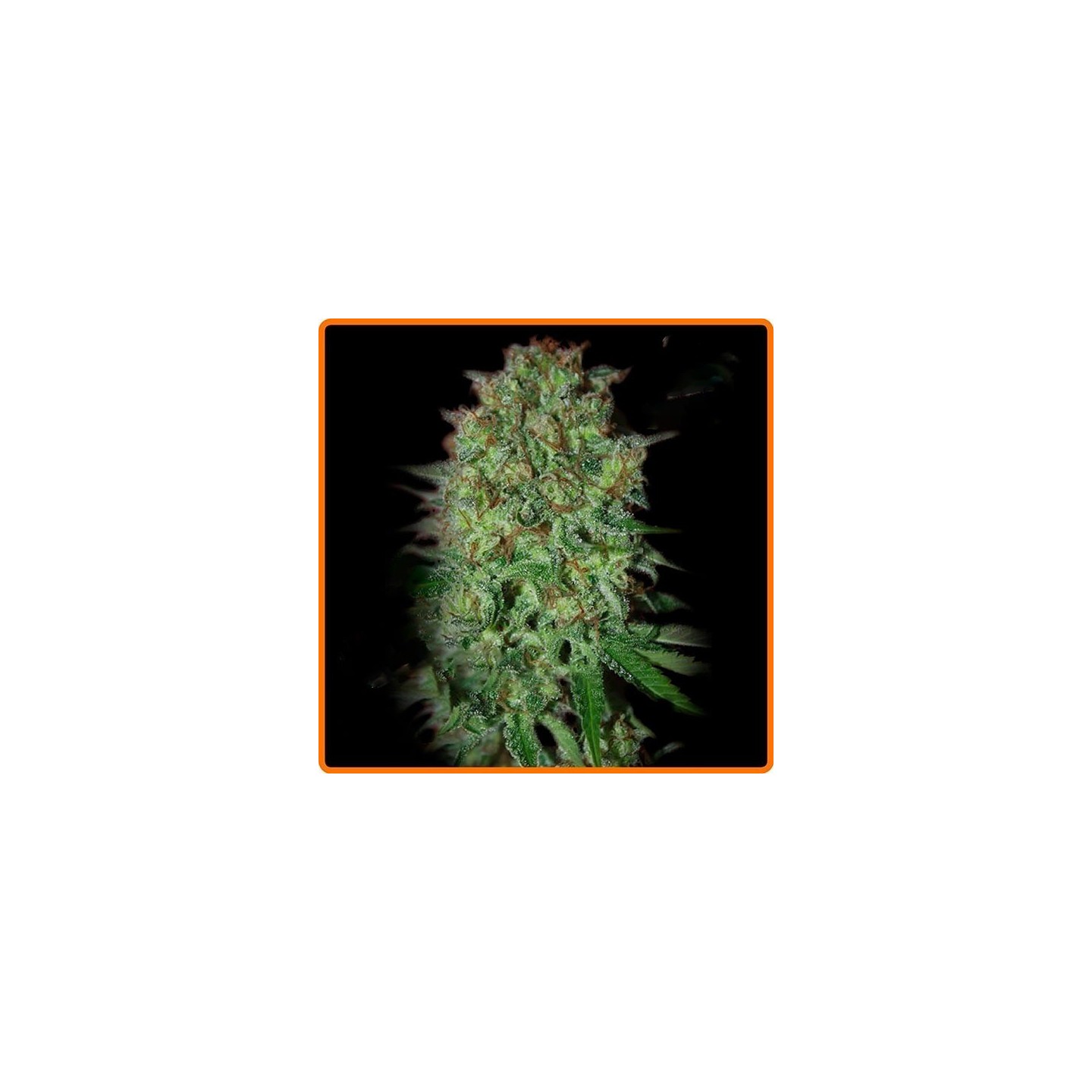 Bestial Skunk Feminizada de Elite Seeds