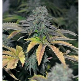 Black Hole Feminizada de Elite Seeds