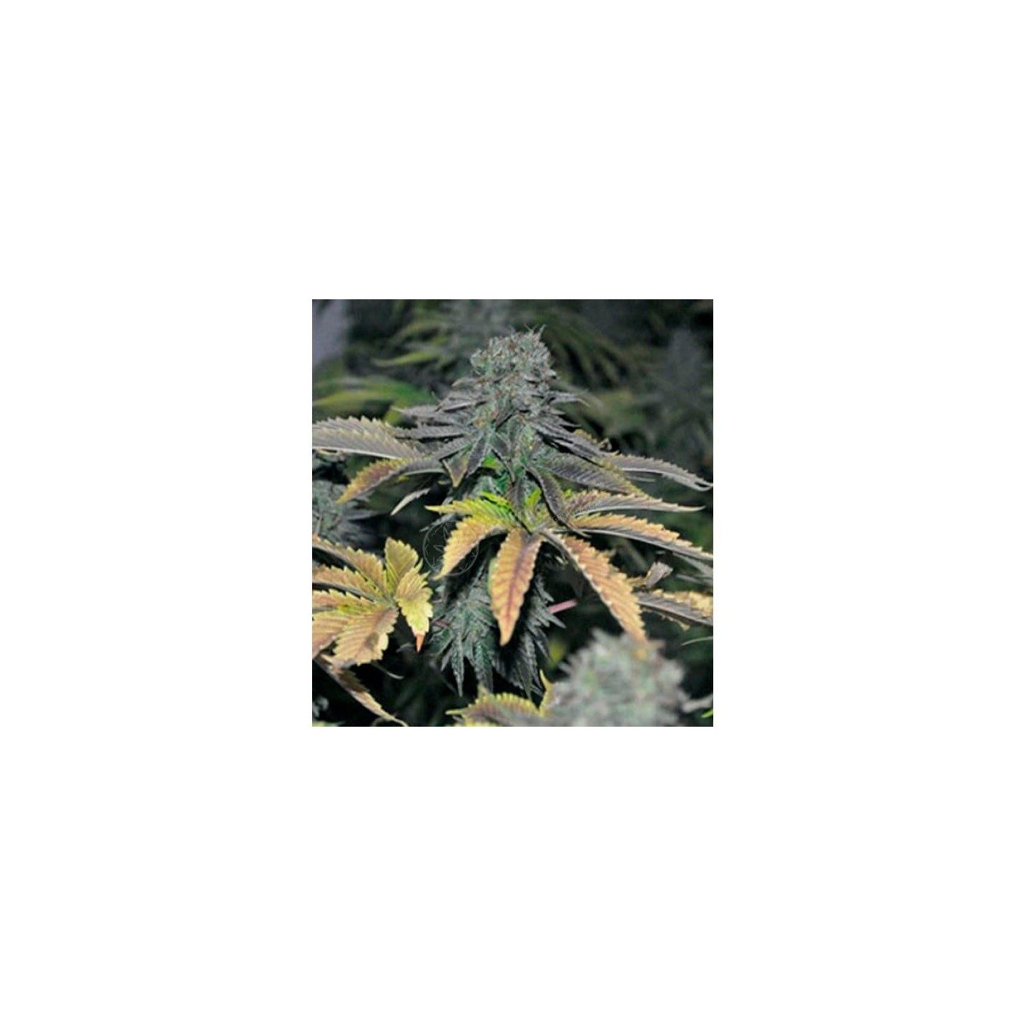 Black Hole Feminizada de Elite Seeds