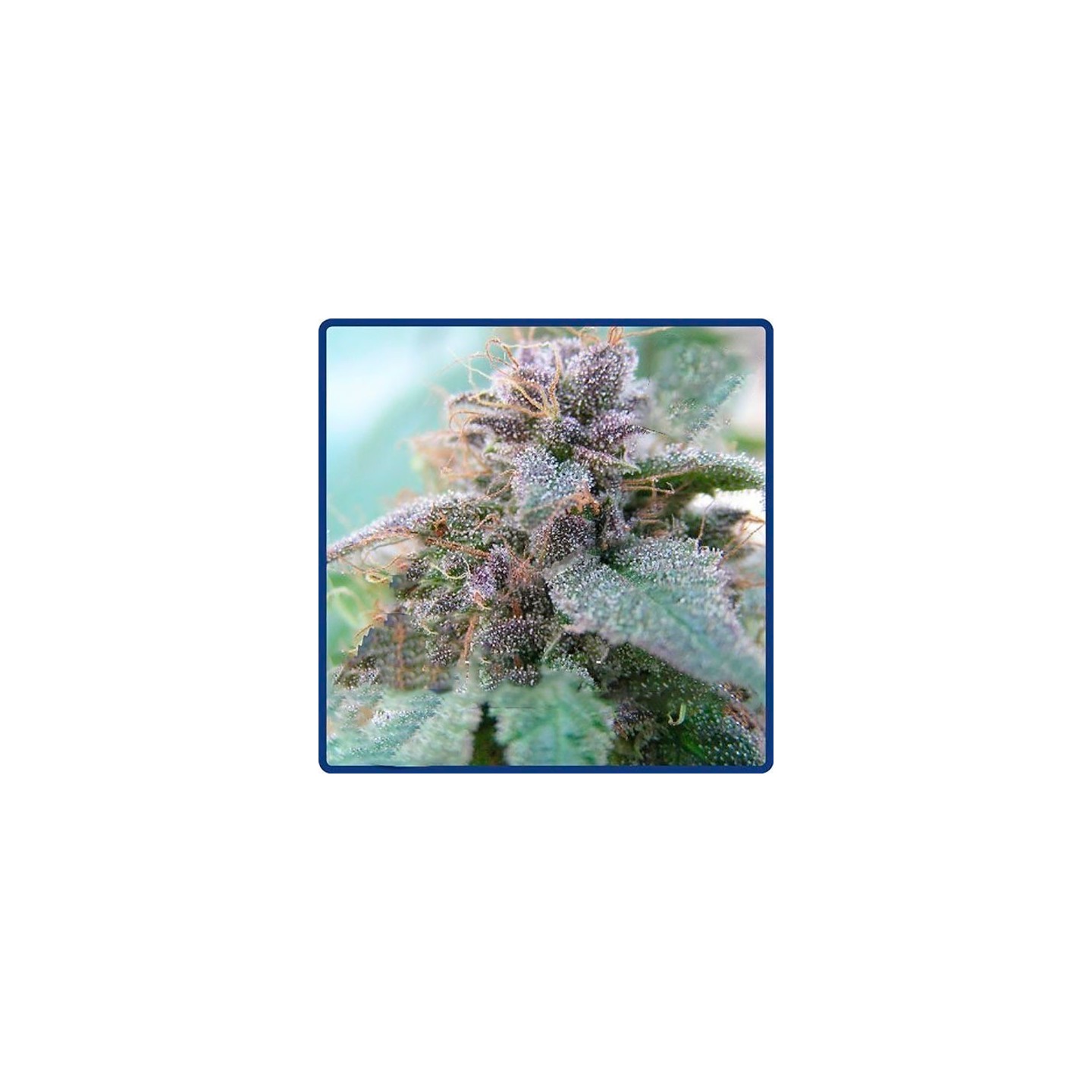Blue Elite Indica Feminizada de Elite Seeds