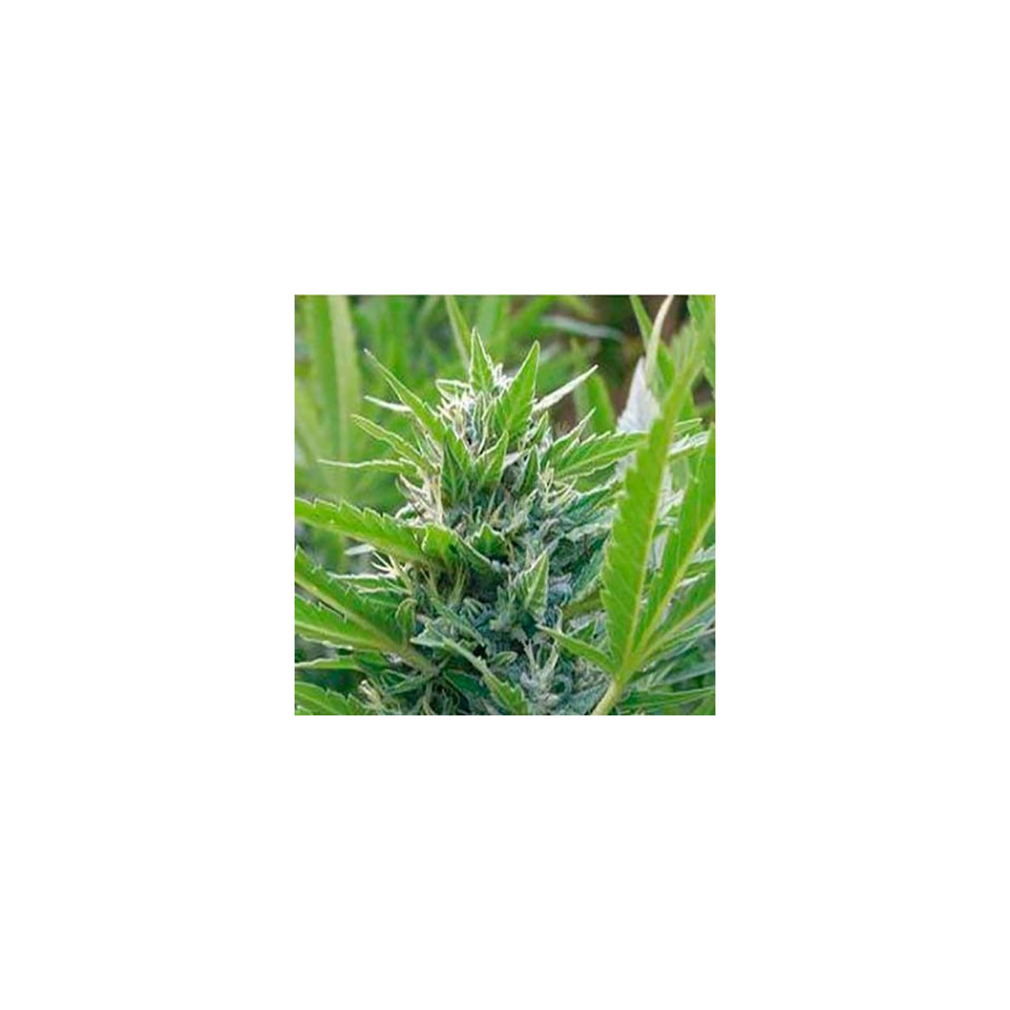 Blue Elite Sativa Feminizada de Elite Seeds