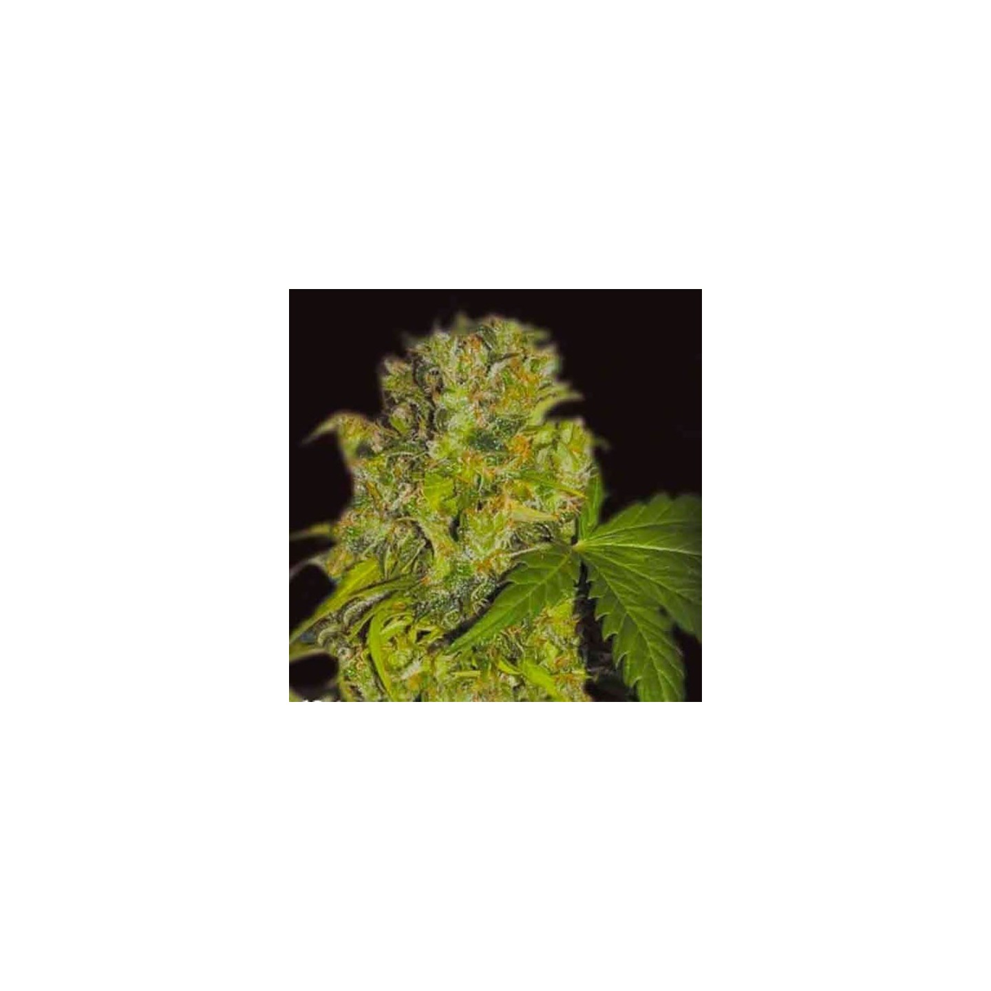 Caprichosa Thai Feminizada de Elite Seeds