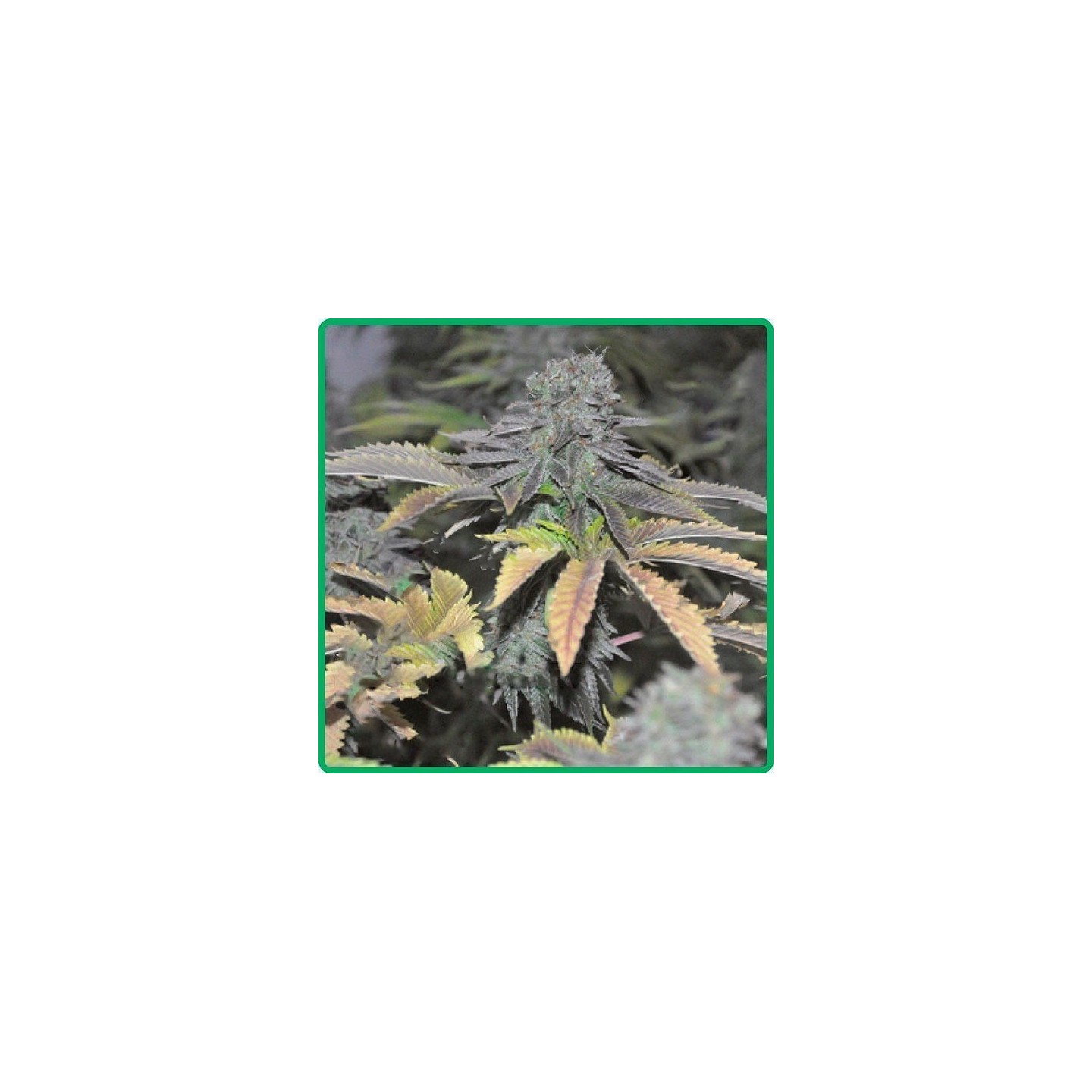 Early Widow Feminizada de Elite Seeds