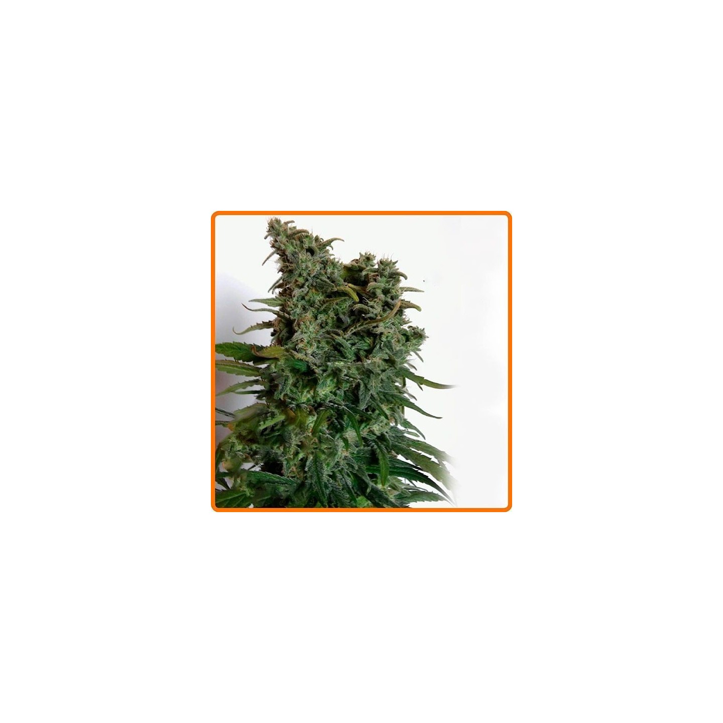 Elite 47 Feminizada de Elite Seeds